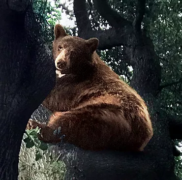 sierra madre bear